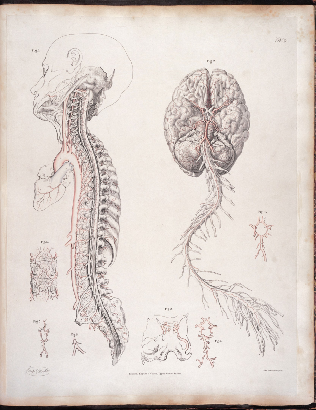 Ein offenes altes Buch mit einer detaillierten anatomischen Zeichnung des menschlichen Gehirns und der Wirbelsäule mit ausstrahlenden Nerven und Arterien, vor klassischem Text.