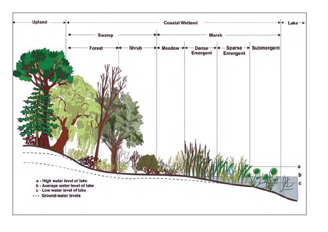 Diagramm eines Waldes mit verschiedenen Wasserständen in Bäumen und Pflanzen sowie begleitendem erklärendem Text.