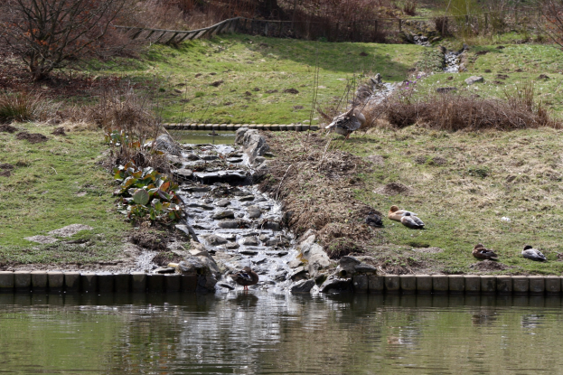 Ein kleiner Bach fließt durch eine grüne Wiese mit Enten im Wasser, gesäumt von Pflanzen, Bäumen und einem Zaun im Hintergrund.