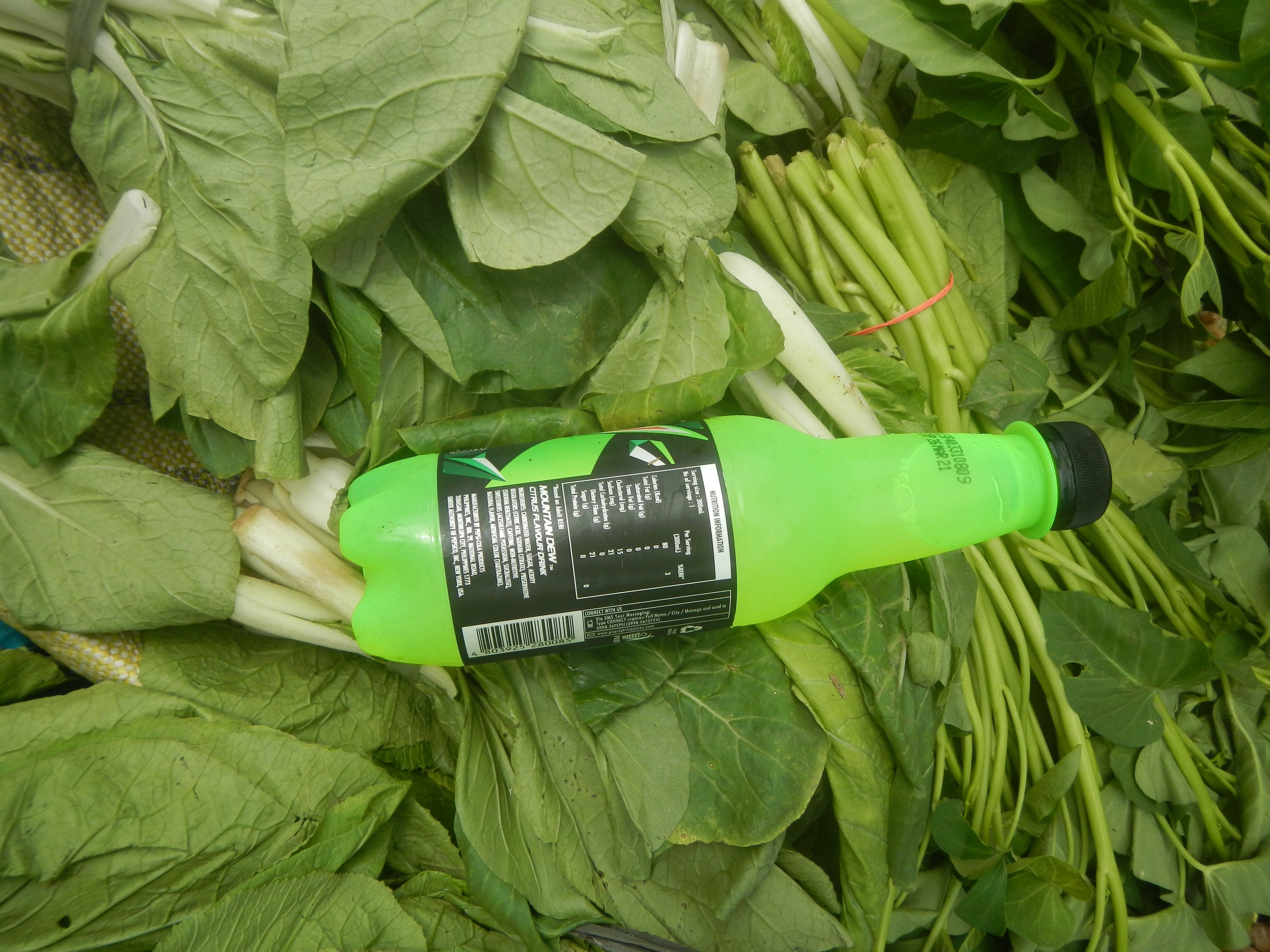 Eine Flasche grüne Flüssigkeit auf einem Haufen grüner Blattgemüse wie Pak Choi mit einem sichtbaren Etikett.