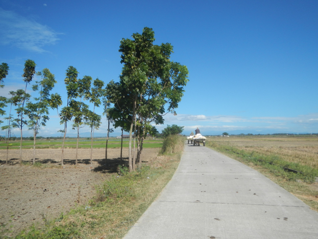 Eine Person fährt einen Karren auf einem Schotterweg neben einem grasigen Feld mit verstreuten Bäumen, unter einem teilweise bewölkten Himmel.