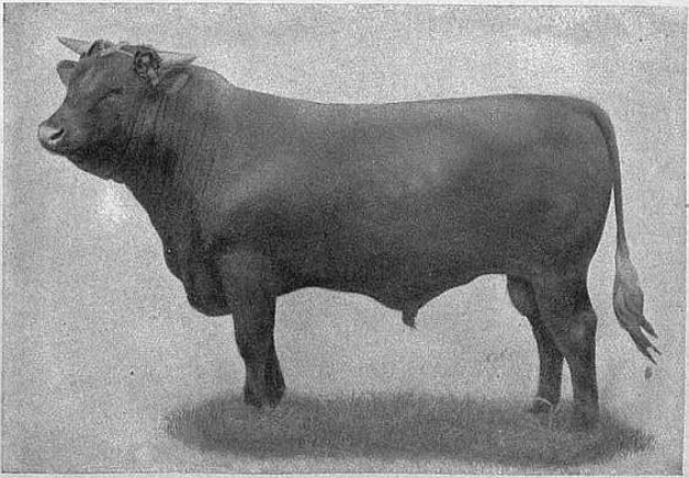 Ein Schwarz-Weiß-Foto eines dunklen braunen Stiers, der in einem Feld steht und seinen Kopf hochhält und die Ohren spitzt.