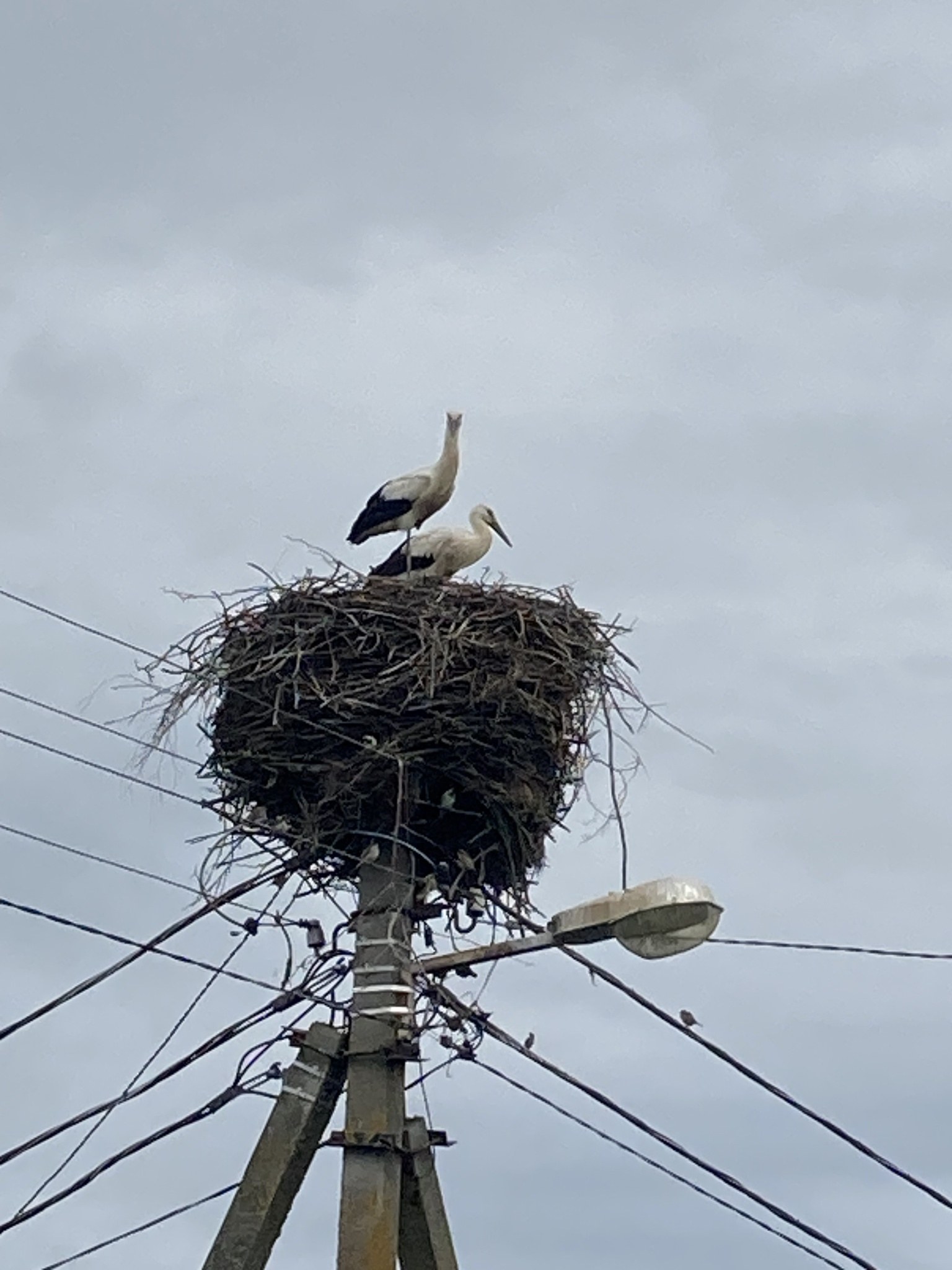 Zwei Weißstörche auf einem Nest auf einer Maststange sitzend, mit Straßenlaternenbeleuchtung und sichtbaren Drähten.