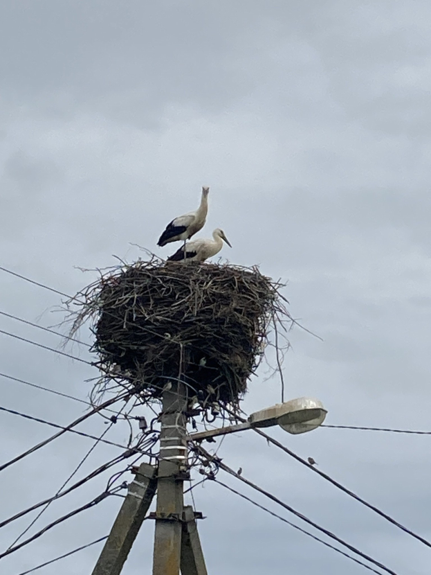 Zwei Weißstörche auf einem Nest auf einer Maststange sitzend, mit Straßenlaternenbeleuchtung und sichtbaren Drähten.